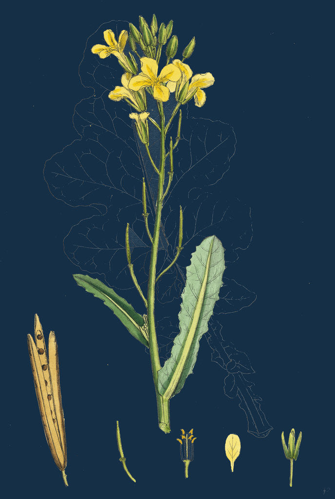 Detail of Brassica Oleracea; Sea Cabbage by Anonymous
