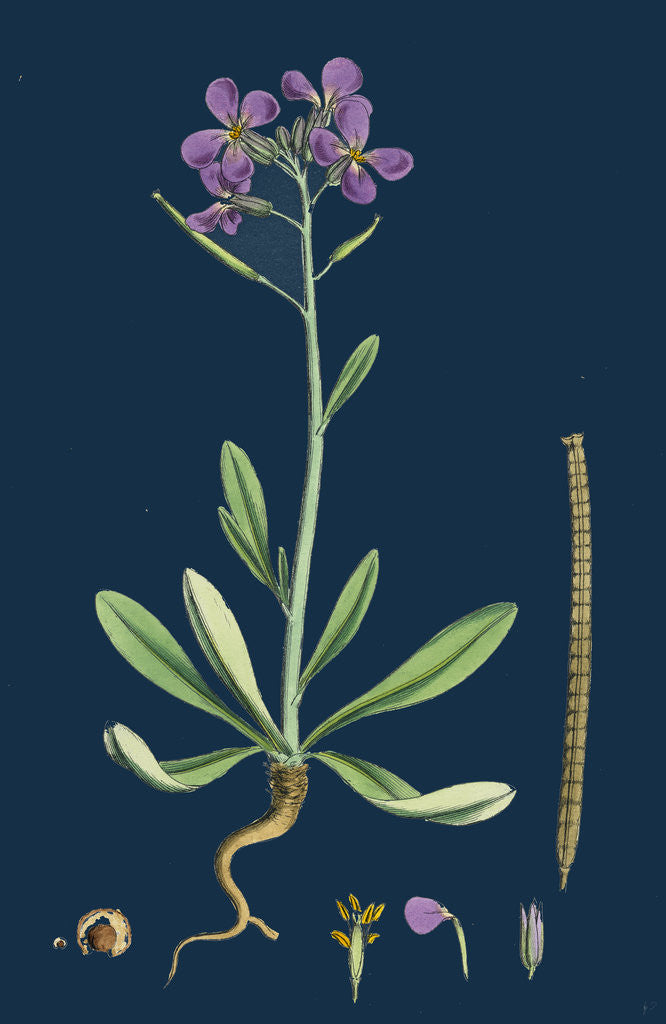 Detail of Matthiola Incana; Hoary Shrubby Stock by Anonymous