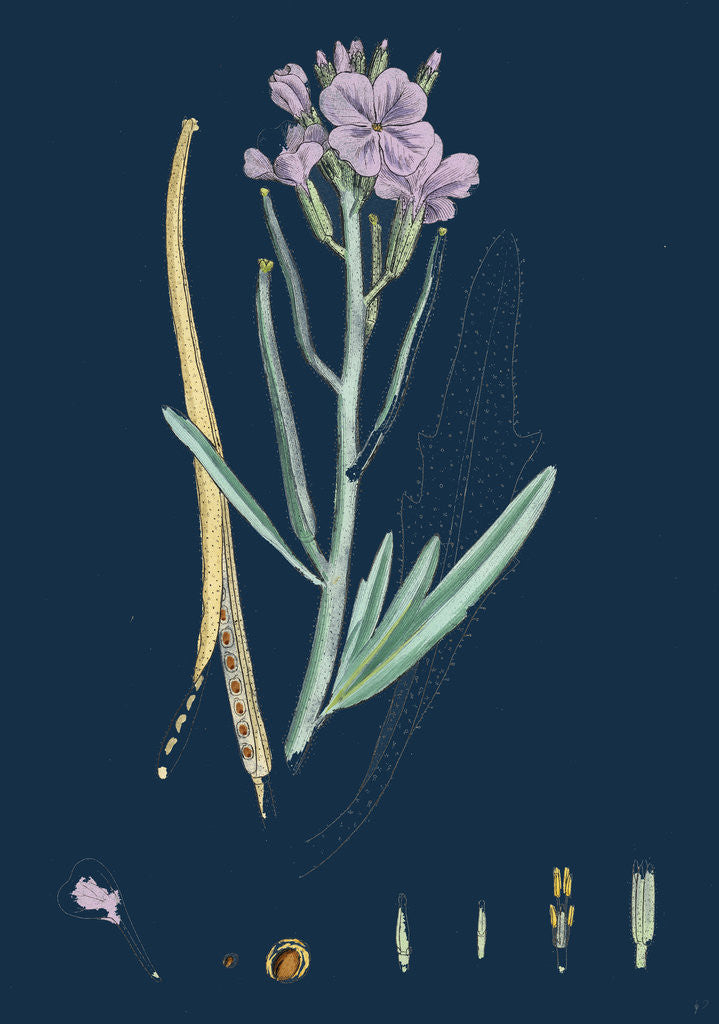 Detail of Matthiola Sinuata; Sea Stock by Anonymous