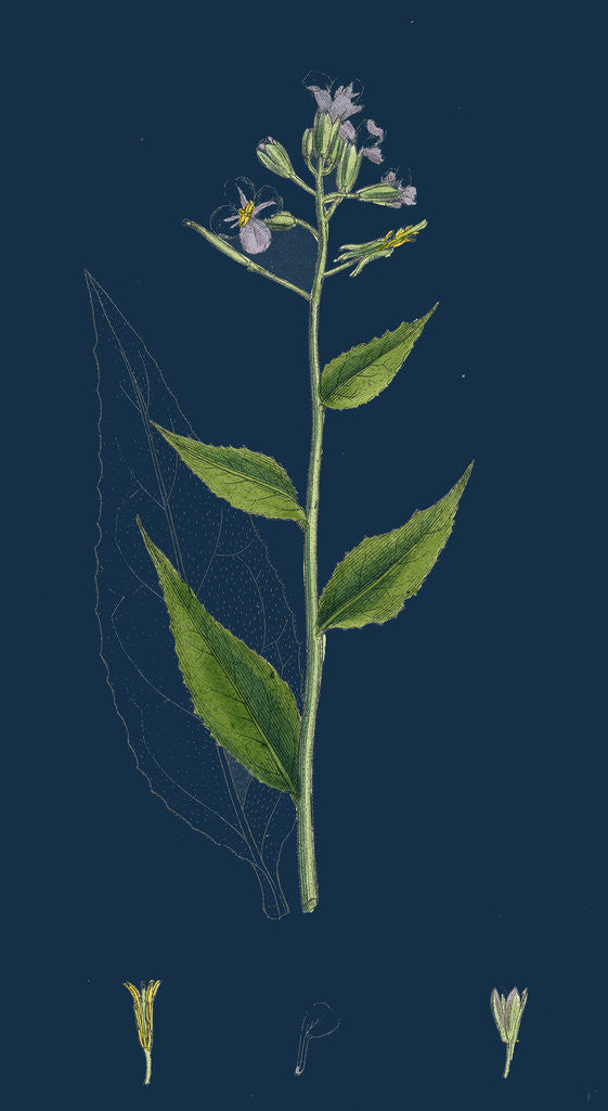 Detail of Hesperis Matronalis; Dame's Rocket by Anonymous