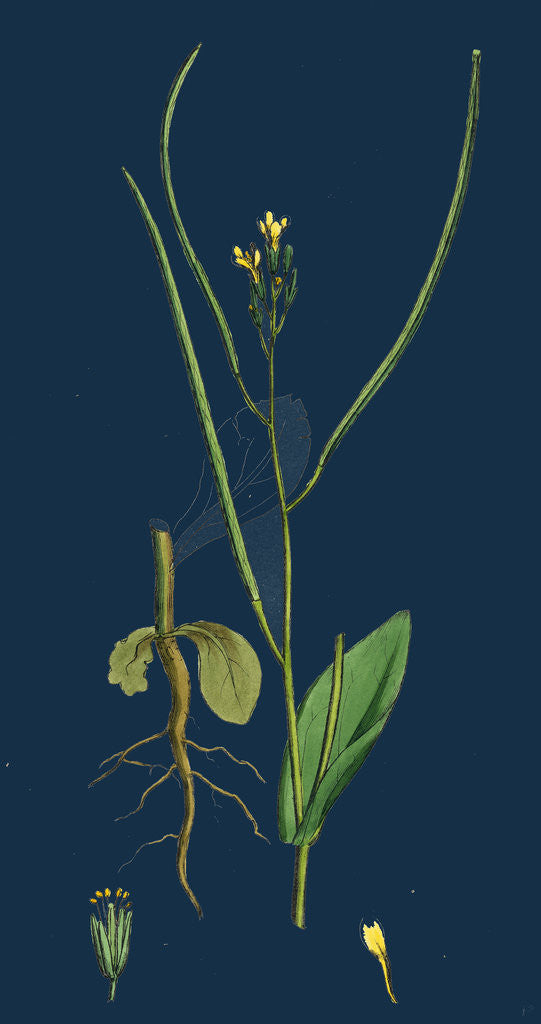 Detail of Erysimum Orientale; Hare's-Ear Cabbage by Anonymous