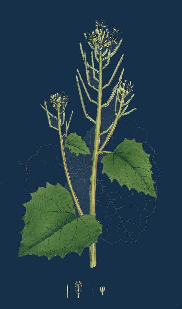 Detail of Sisymbrium Alliaria; Garlic Hedge-Mustard by Anonymous