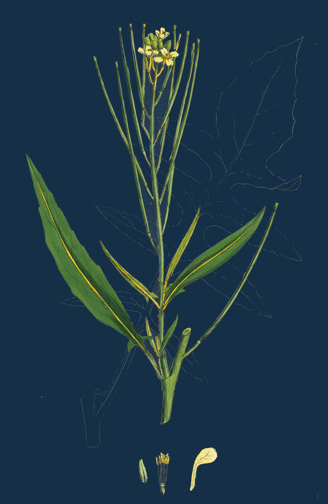 Detail of Sisymbrium Irio; London Rocket by Anonymous