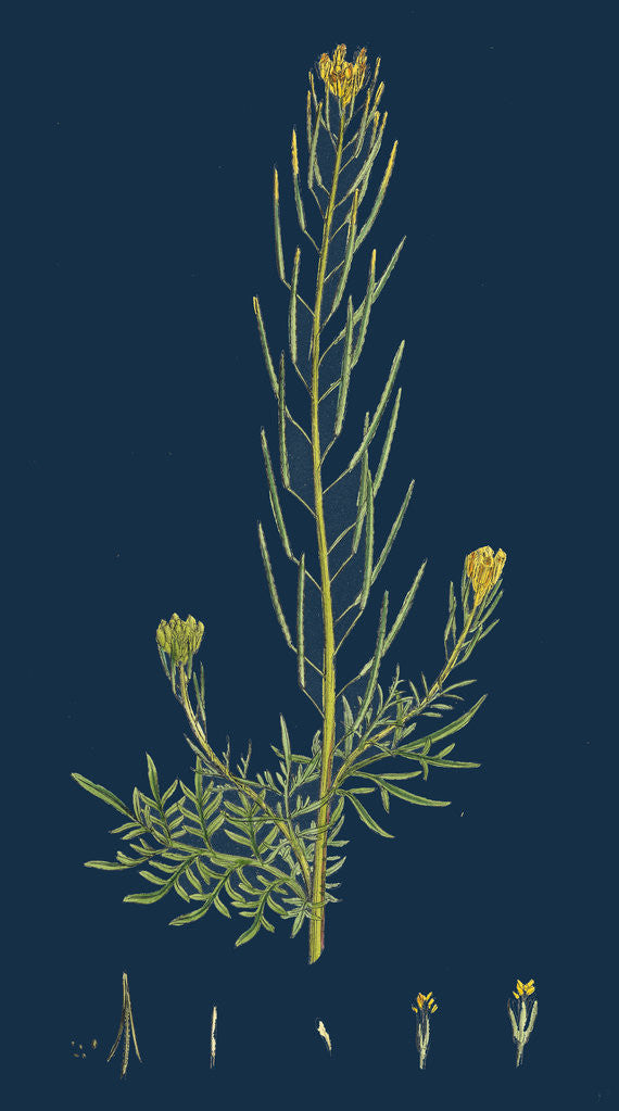 Detail of Sisymbrium Sophia; Flix-Weed by Anonymous