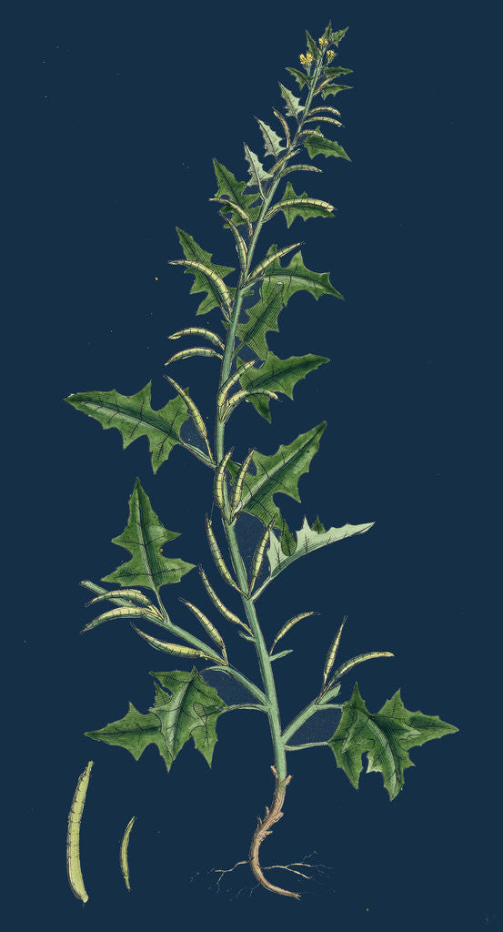 Detail of Sisymbrium Polyceratium; Prostate Hedge-Mustard by Anonymous