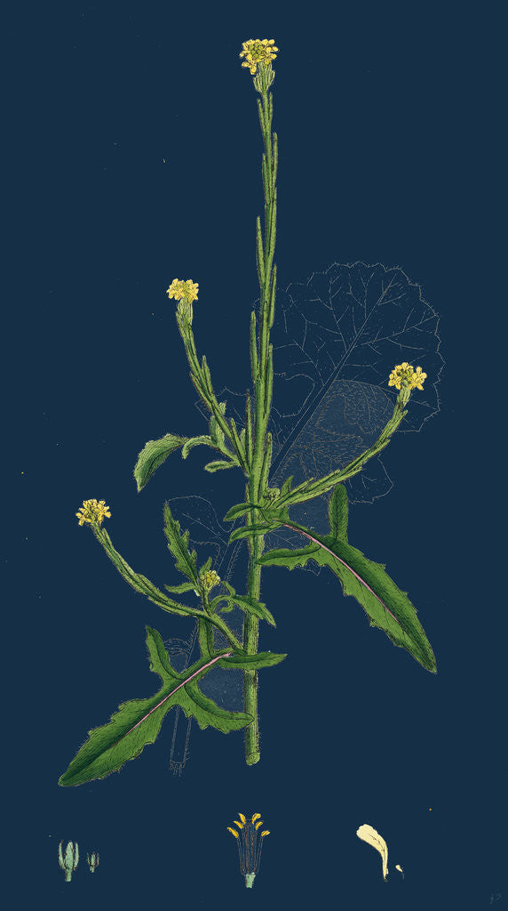 Detail of Sisymbrium Officinale; Common Hedge-Mustard by Anonymous