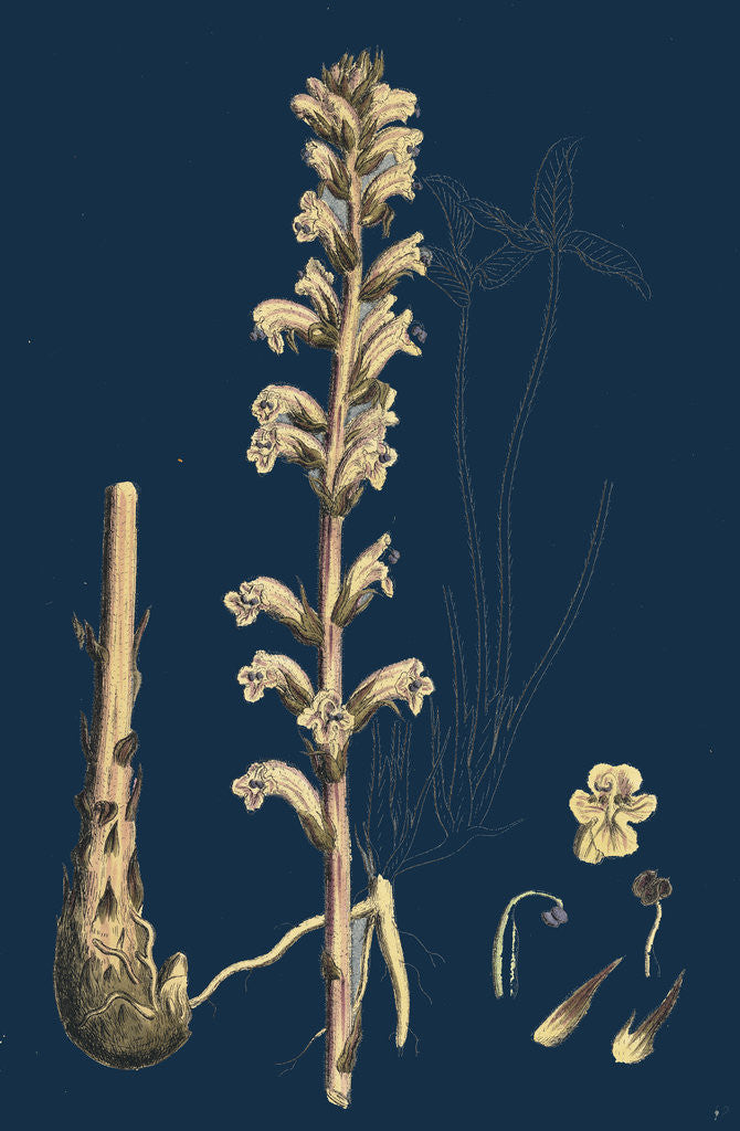 Detail of Orobanche Eu-Minor; Lesser Broom-Rape by Anonymous