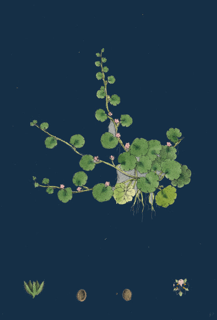 Detail of Sibthorpia Europaea; Cornish Moneywort by Anonymous