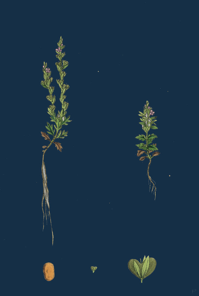 Detail of Veronica Verna; Vernal Speedwell by Anonymous