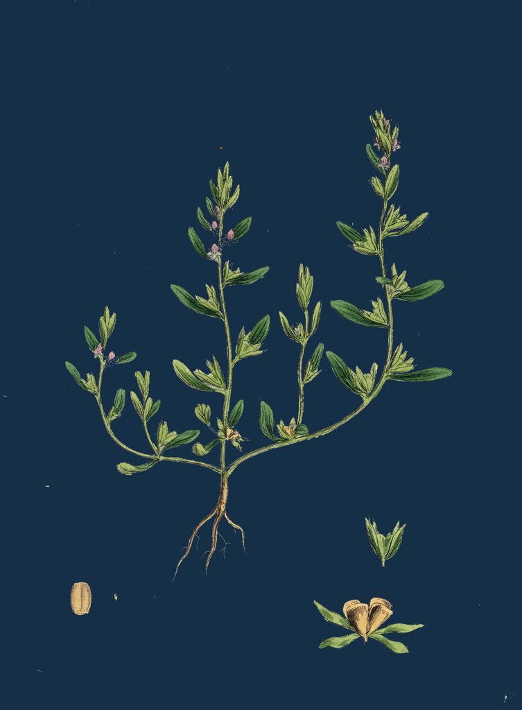 Detail of Veronica Peregrina; Annual Smooth Speedwell by Anonymous