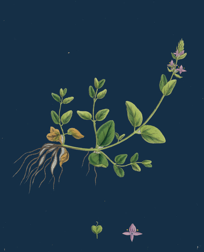 Detail of Veronica Humifusa; Prostrate Smooth Speedwell by Anonymous