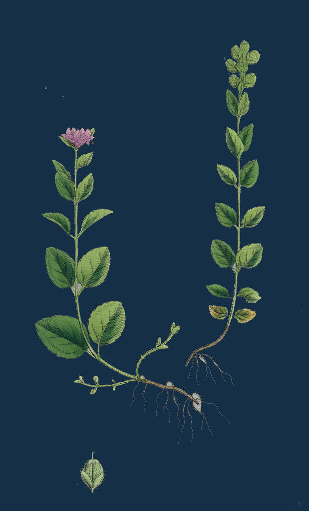 Detail of Veronica Alpina; Erect Alpine Speedwell by Anonymous