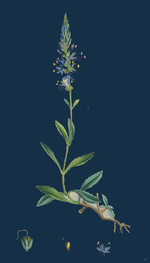 Detail of Veronica Spicata, Var. Genuina; Spiked Speedwell, Var. A. by Anonymous