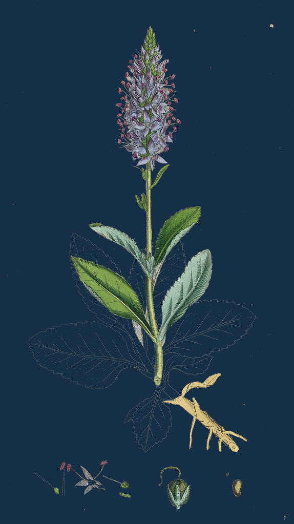 Detail of Veronica Spicata, Var. Hybrida; Spiked Speedwell, Var. B. by Anonymous