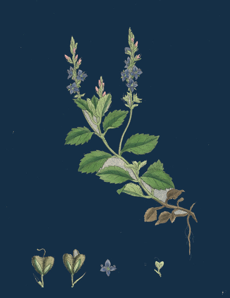 Detail of Veronica Officinalis, Var. Genuina; Common Speedwell, Var. A. by Anonymous