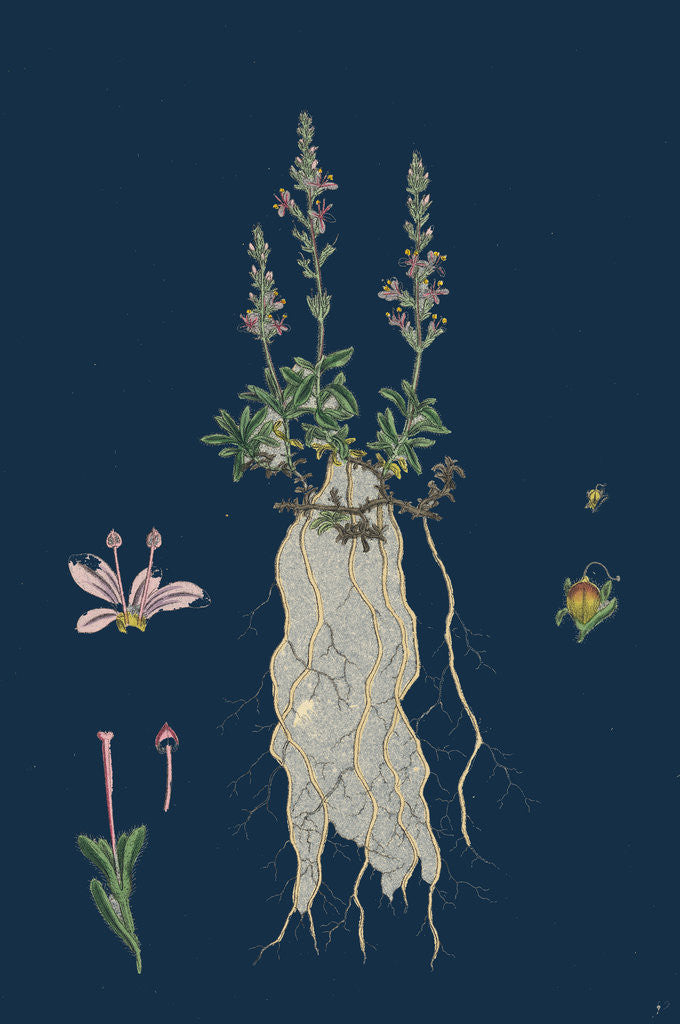 Detail of Veronica Officinalis, Var. Hirsuta; Common Speedwell, Var. B. by Anonymous