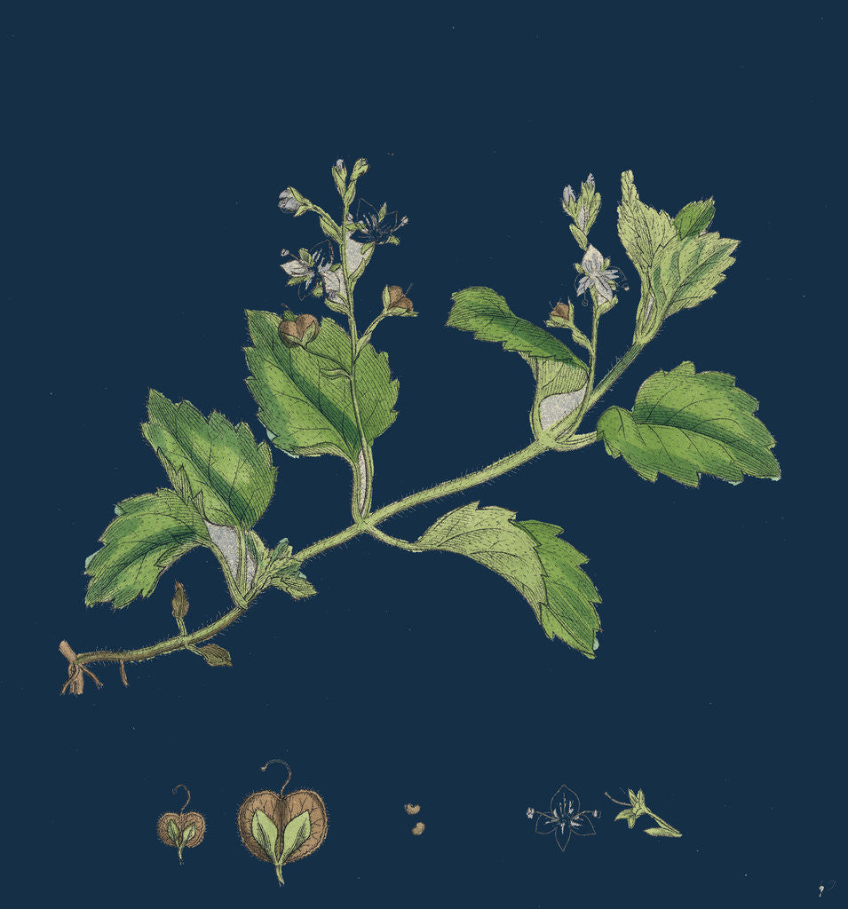 Detail of Veronica Montana; Mountain Speedwell by Anonymous