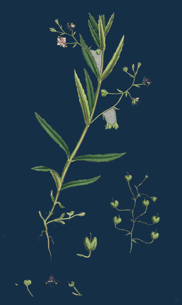 Detail of Veronica Scutellata; Marsh Speedwell by Anonymous