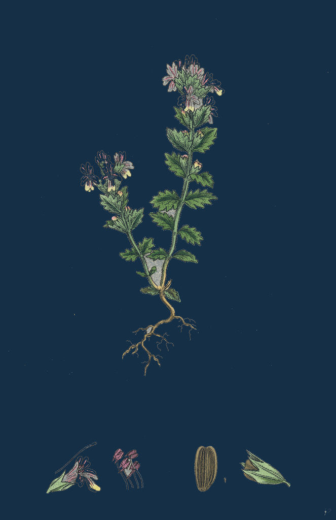 Detail of Euphrasia Officinalis, Var. Genuina; Common Eyebright, Var. A. by Anonymous