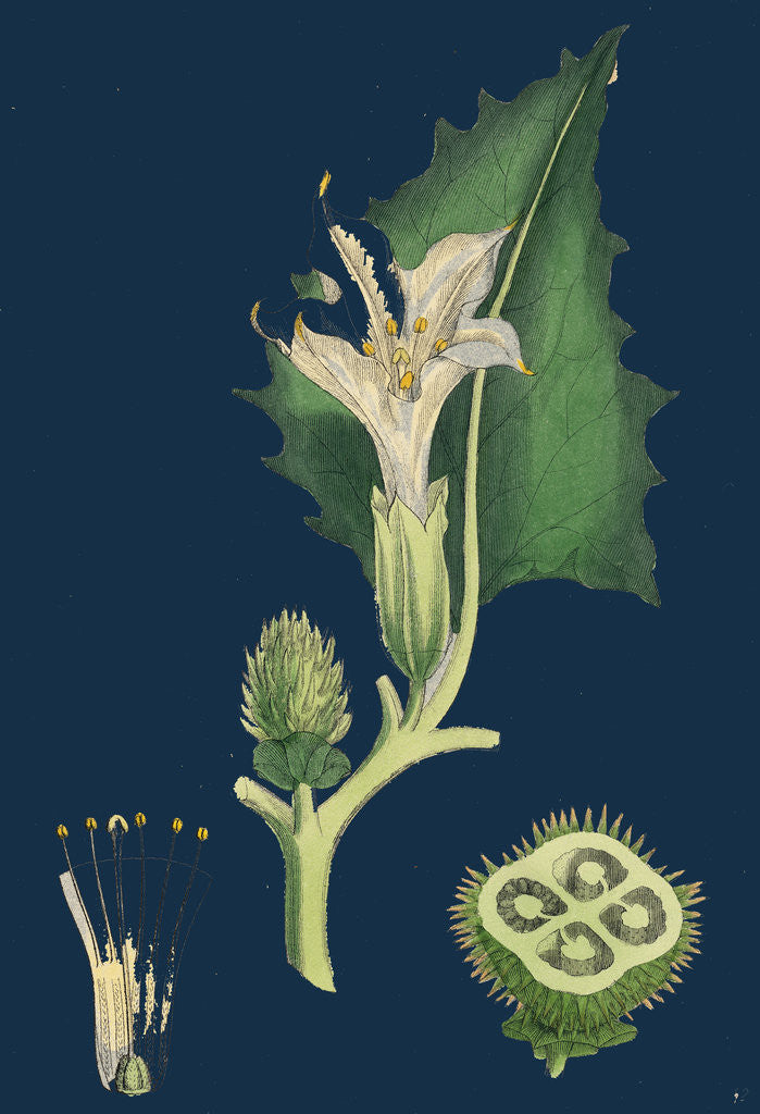 Detail of Datura Stramonium; Common Thorn-Apple by Anonymous