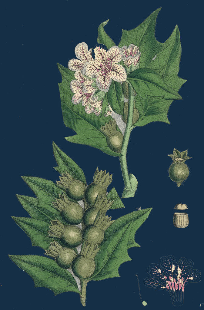 Detail of Hyoscyamus Niger; Common Henbane by Anonymous