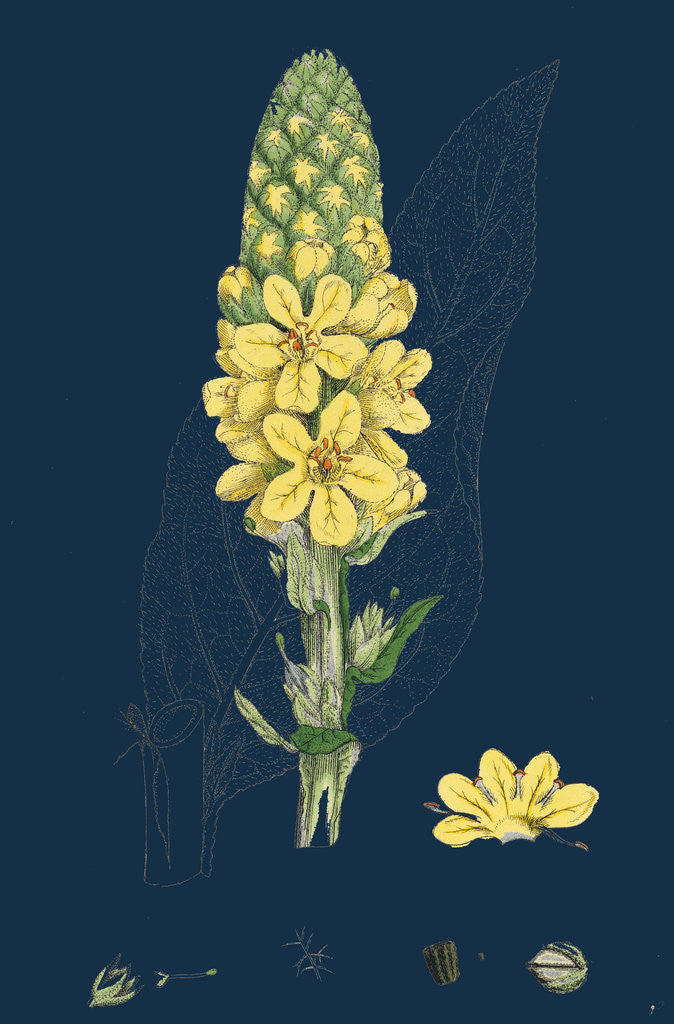 Detail of Verbascum Thapsus; Great Mullein by Anonymous