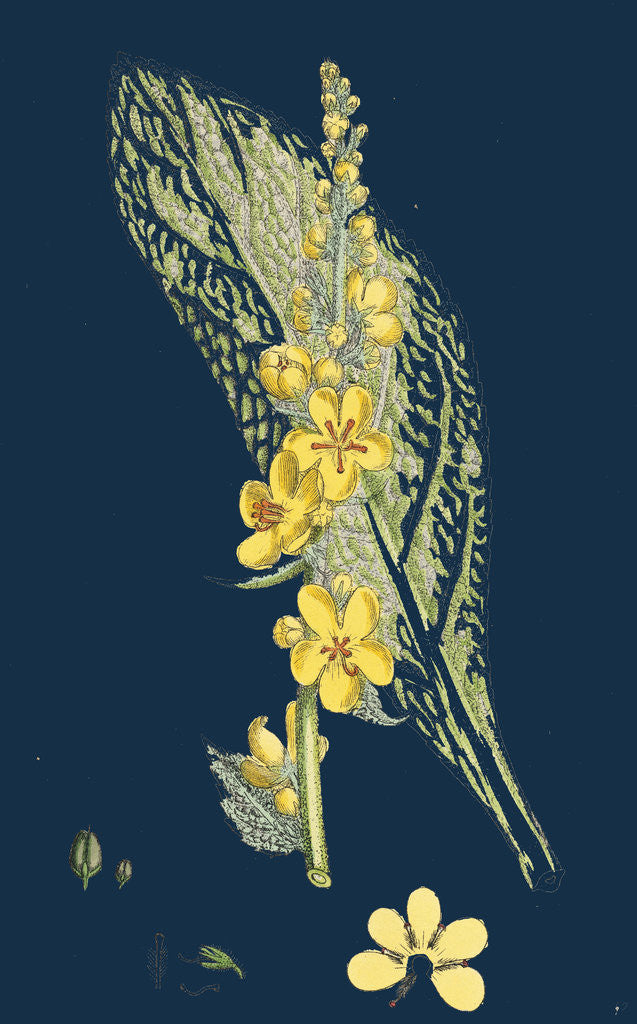 Detail of Verbascum Pulverulentum; Hoary Mullein by Anonymous