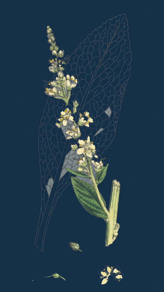 Detail of Verbascum Lychnitis; White Mullein by Anonymous