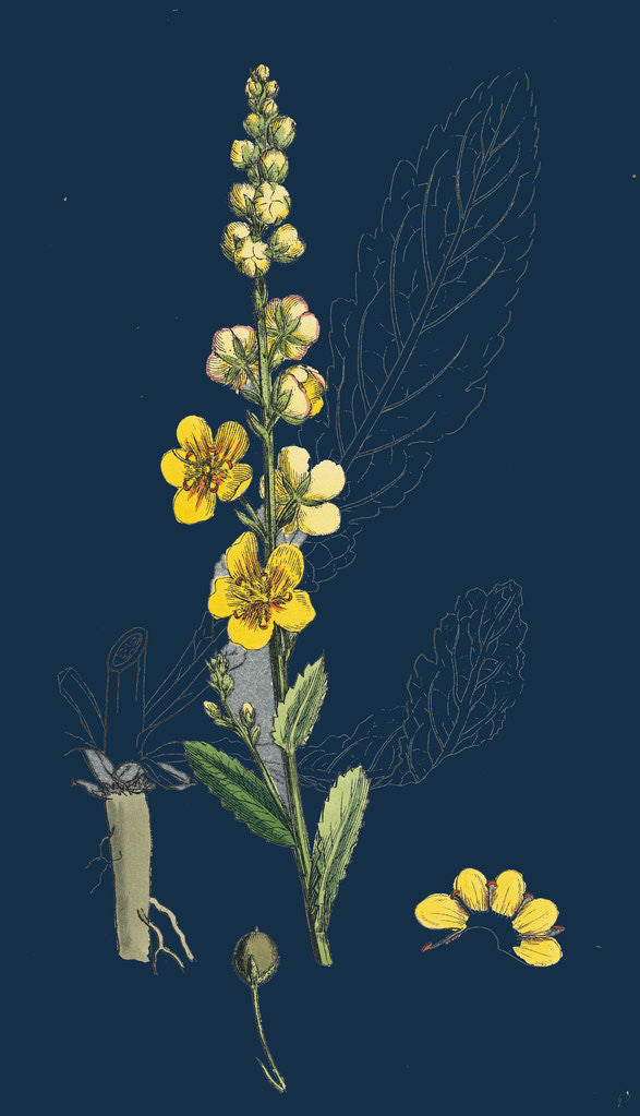 Detail of Verbascum Blattaria; Moth Mullein by Anonymous