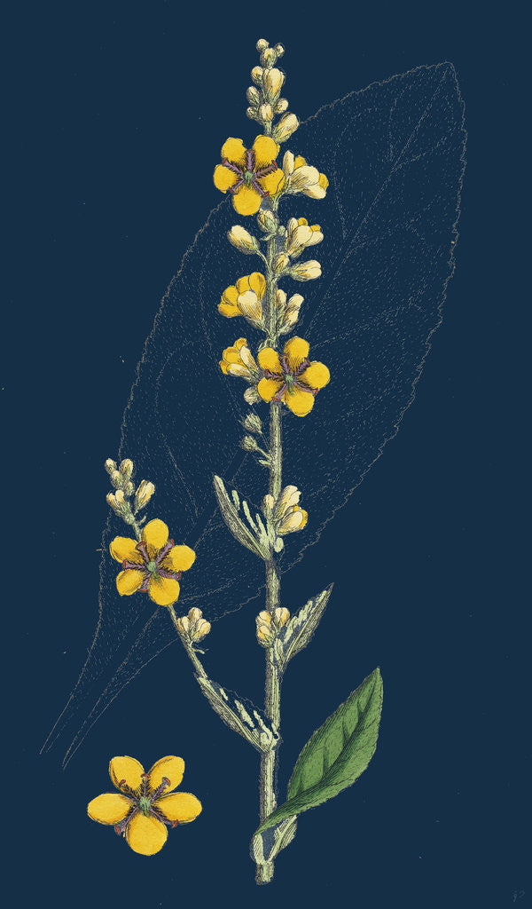 Detail of Verbascum Thapso-Nigrum; Hybrid Between Great and Dark Mulleins by Anonymous