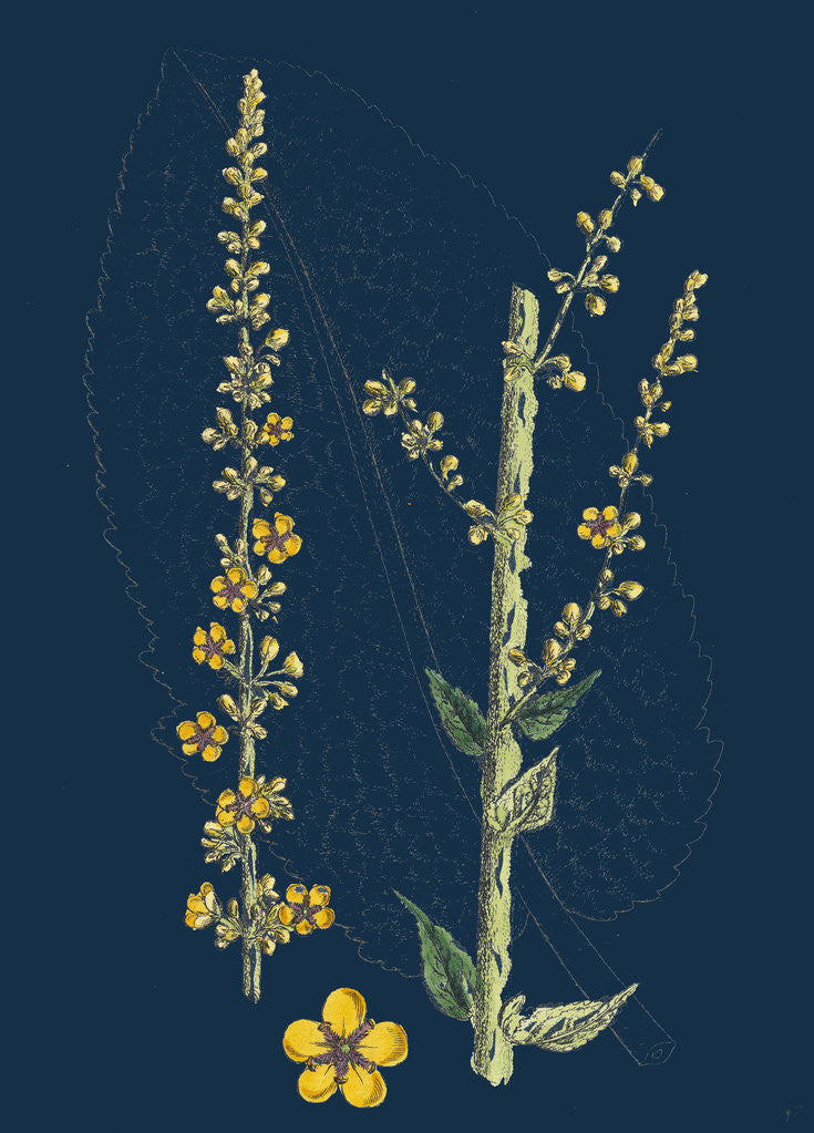 Detail of Verbascum Nigro-Pulverulentum; Hybrid Between Dark and Hoary Mulleins by Anonymous