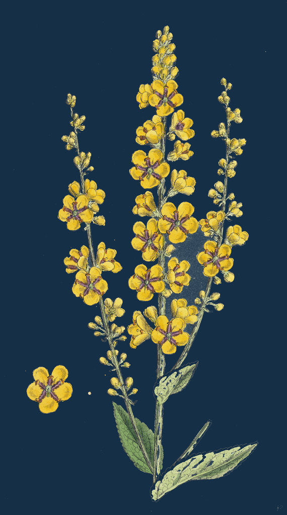 Detail of Verbascum Nigro-Lychnitis; Hybrid Between Dark and White Mulleins by Anonymous