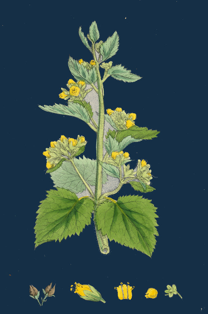 Detail of Scrophularia Vernalis; Yellow Figwort by Anonymous