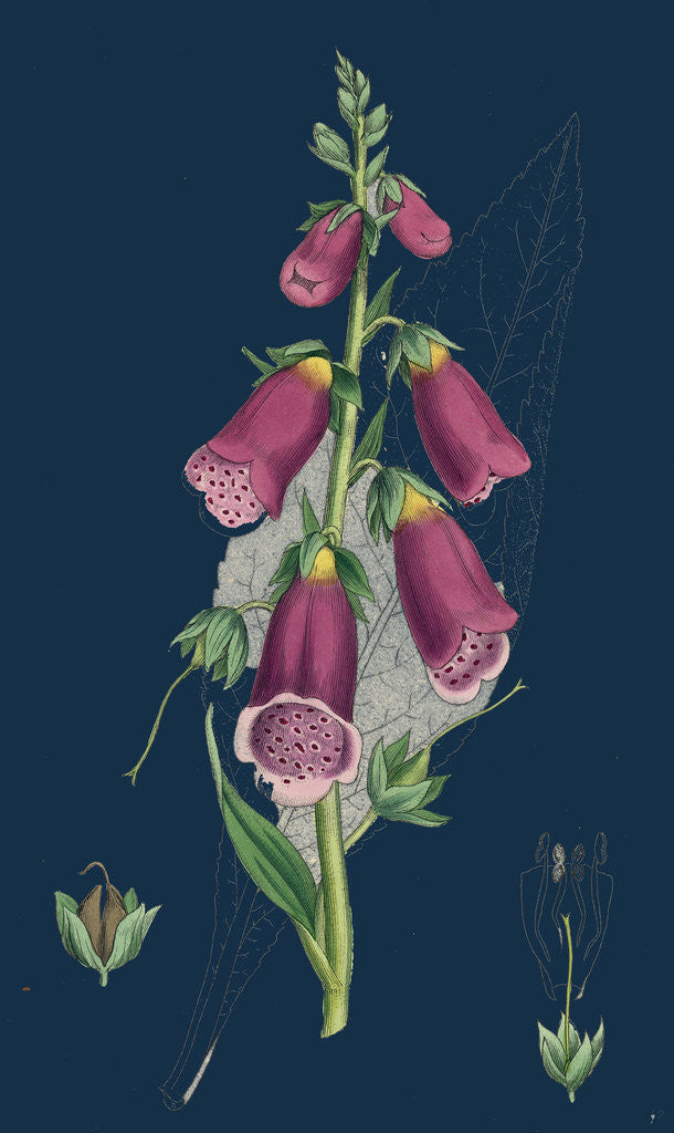 Detail of Digitalis Purpurea; Purple Foxglove by Anonymous