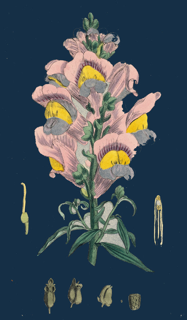 Detail of Antirrhinum Majus; Common Snapdragon by Anonymous