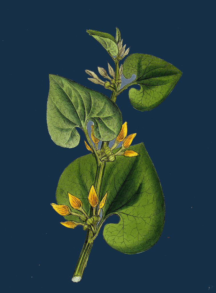 Detail of Aristolochia Clematitis; Common Birthwort by Anonymous