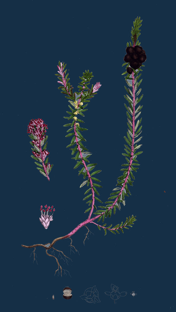 Detail of Empetrum Nigrum; Crow-Berry by Anonymous