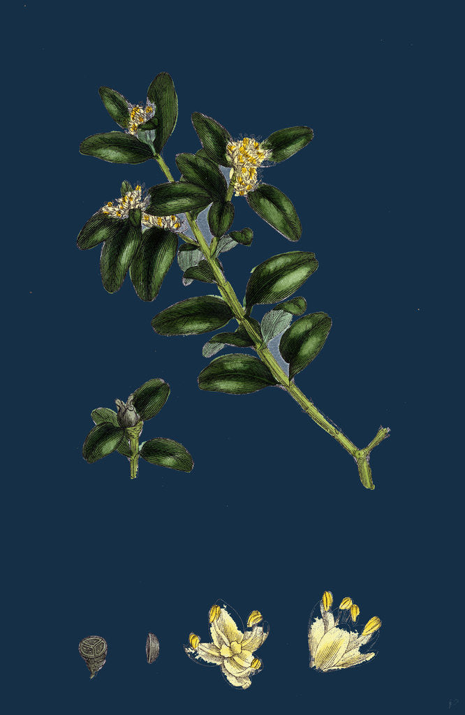 Detail of Buxus Sempervirens; Common Box by Anonymous