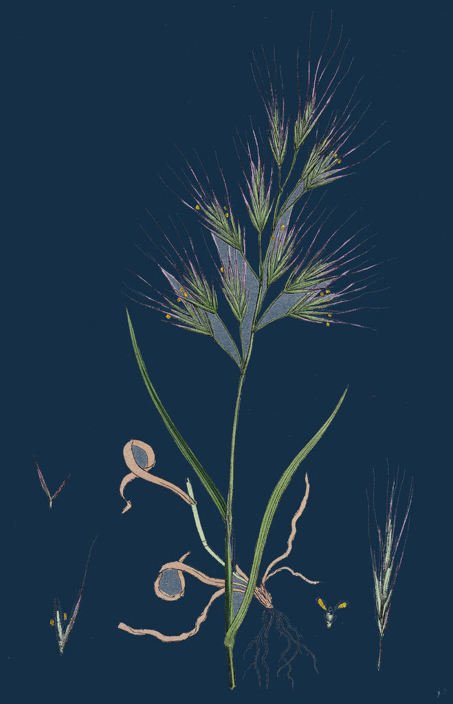 Detail of Bromus Madritensis; Upright Annual Brome-Grass by Anonymous
