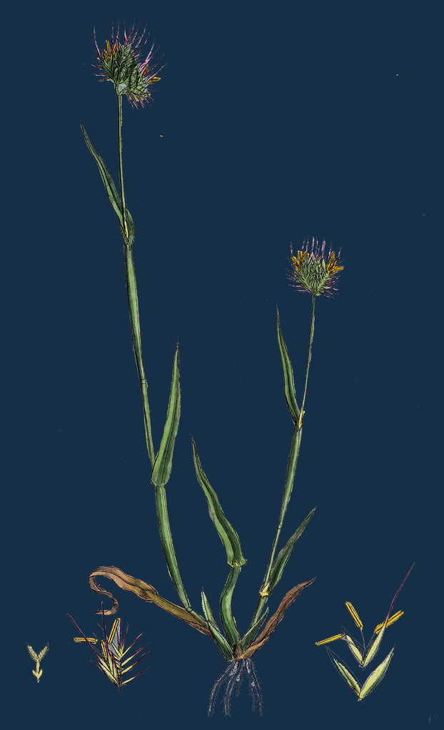 Detail of Cynosurus Echinatus; Rough Dog's-Tail-Grass by Anonymous