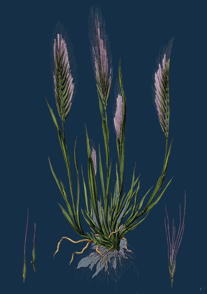 Detail of Festuca Uniglumis; Single-Glumed Fescue-Grass by Anonymous
