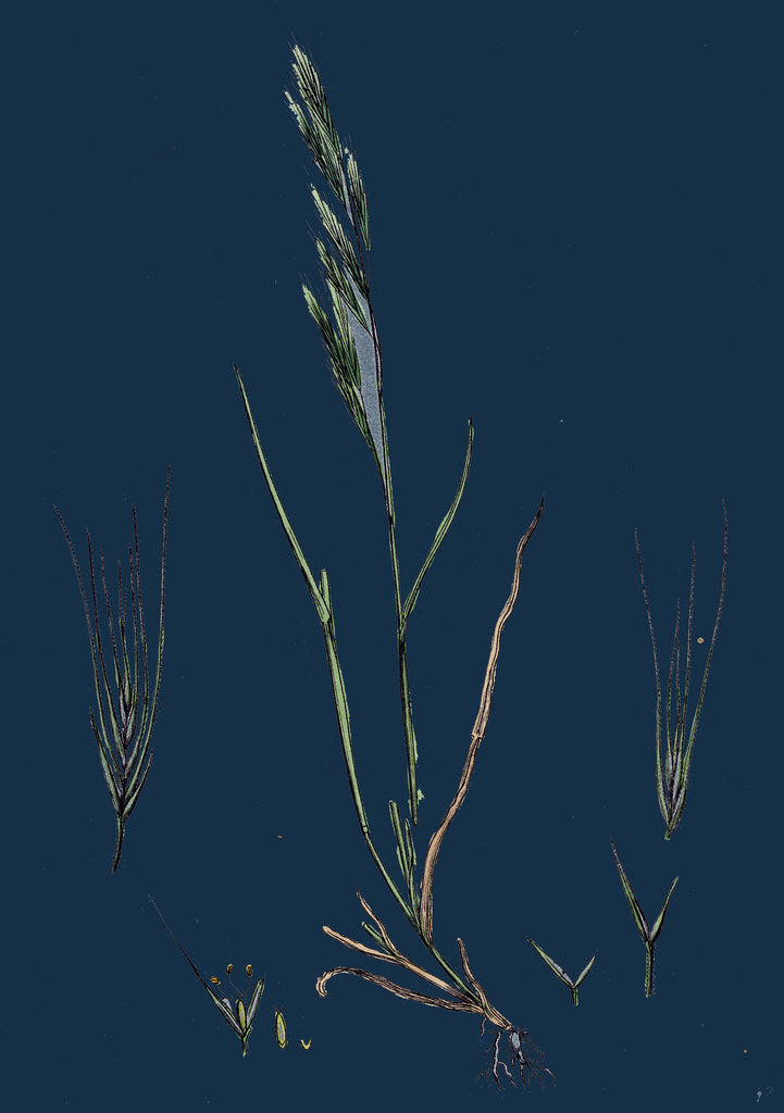 Detail of Festuca Sciuroides; Barren Fescue-Grass by Anonymous