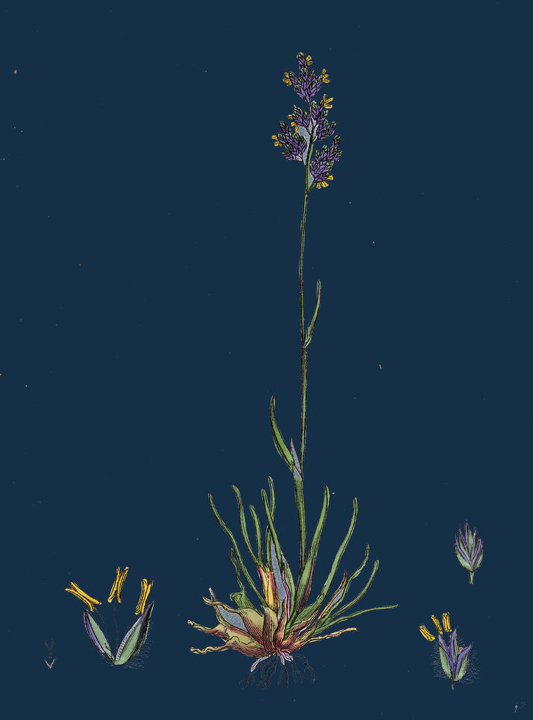 Detail of Poa Bulbosa; Bulbous Meadow-Grass by Anonymous