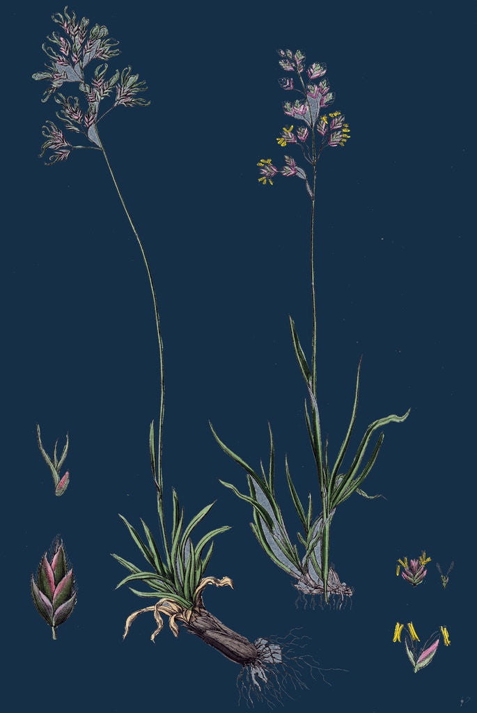 Detail of Poa Alpine; Alpine Meadow-Grass by Anonymous