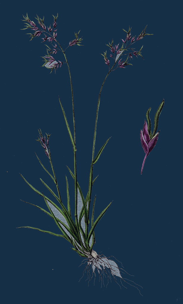 Detail of Poa Stricta; Straight-Stemmed Meadow-Grass by Anonymous