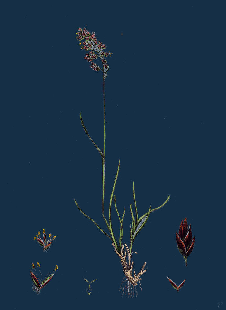 Detail of Poa Eu-Laxa; Wavy Meadow-Grass by Anonymous