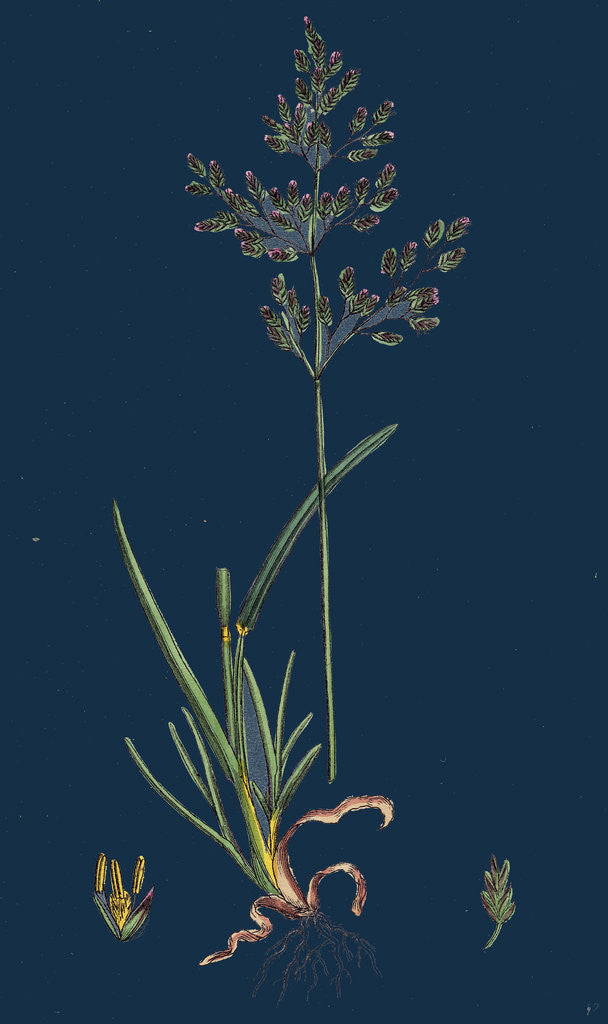 Detail of Poa Caesia; Caesious Meadow-Grass by Anonymous