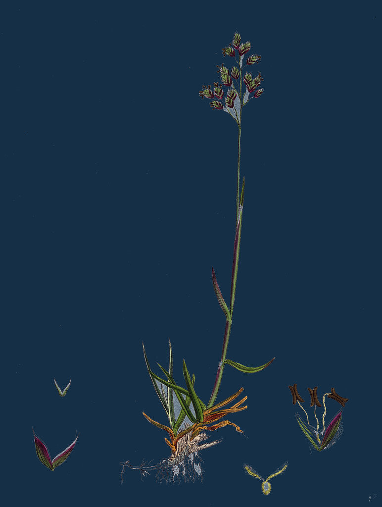 Detail of Poa Pratensis, Var. Subcaerulea; Smooth Meadow-Grass, Var. Y. by Anonymous