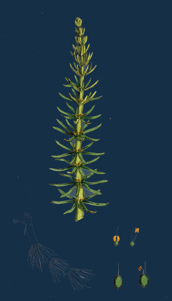 Detail of Hippuris Vulgaris; Common Mare's-Tail by Anonymous