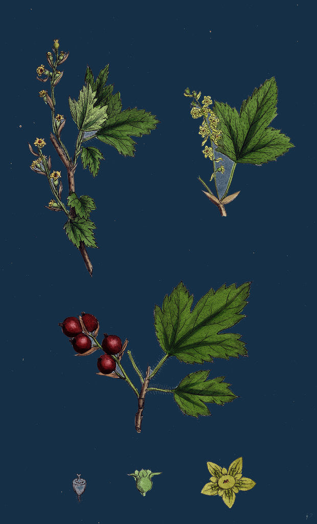 Detail of Ribes Alpinum; Tasteless Mountain Currant by Anonymous